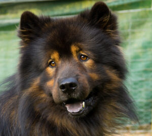Hundeschule Charly: Eurasier in der Großaufnahme 2