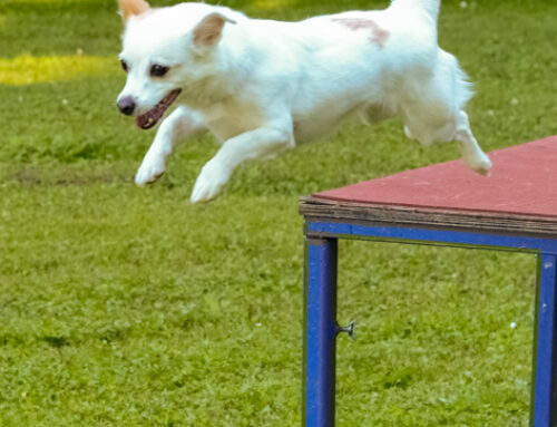 Agility