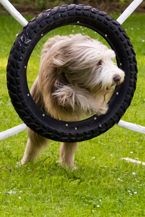 Hundeschule-Robin: Bearded Collie springt durch Reif