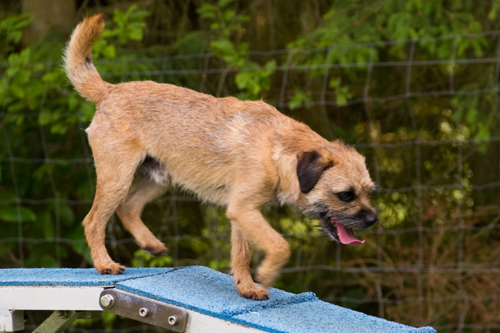 Hundeschule-Clint: Terrier läuft über Wippe 2