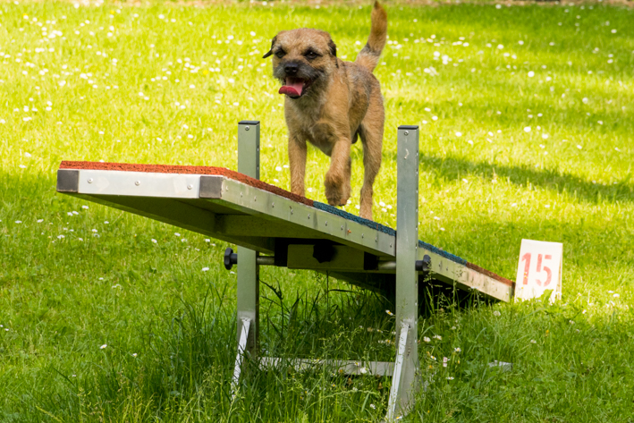 Hundeschule-Clint: Terrier läuft über Wippe