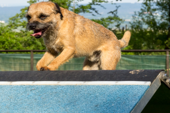Hundeschule-Clint: Terrier springt über Wippe