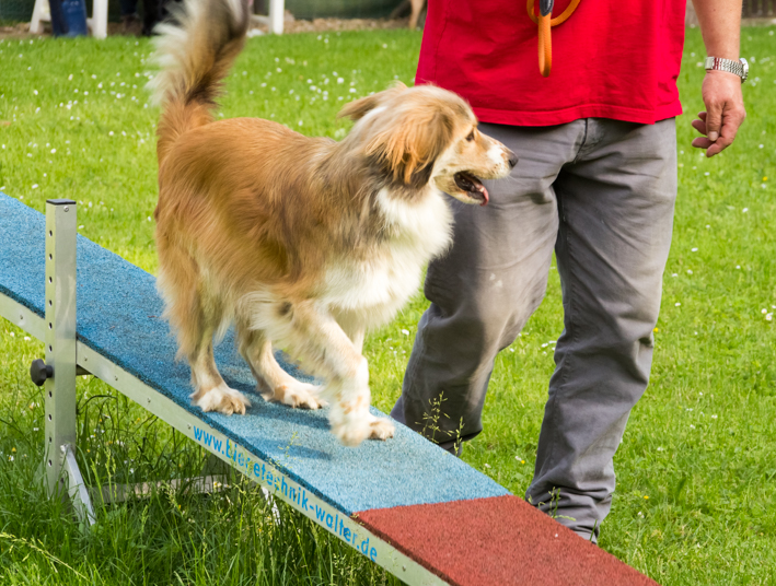 Hundeschule-Rico: Mischlingshund mit Herrchen auf der Wippe