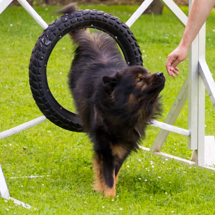 Hundeschule Charly: Eurasier springt durch den Reif