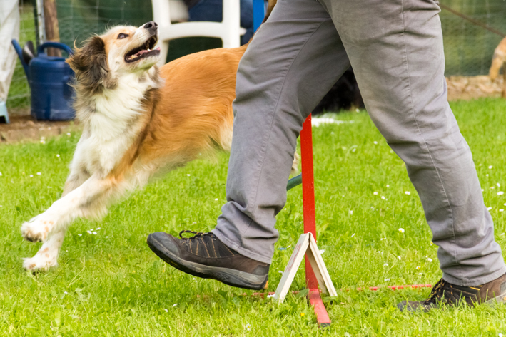 Hundeschule-Rico: Mischlingshund rennt mit Herrchen