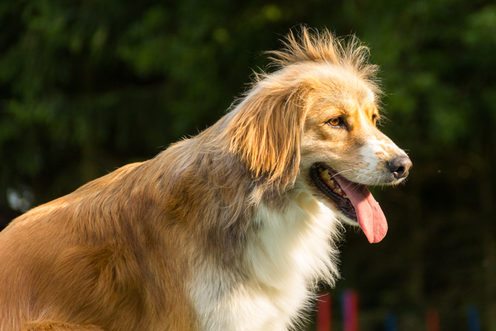 Hundeschule-Rico: Mischlingshund in Großaufnahme