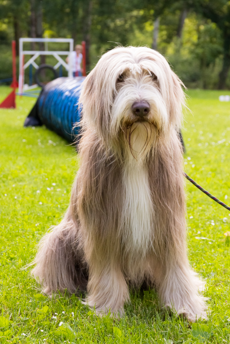 Hundeschule-Robin: Bearded Collie sitzt auf der Wiese