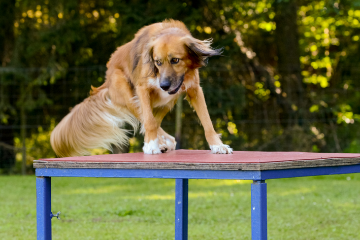 Hundeschule-Pauly: Mischlingshund sitzt auf dem Podest