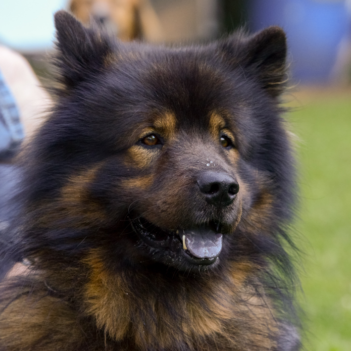 Hundeschule Charly: Eurasier in der Großaufnahme