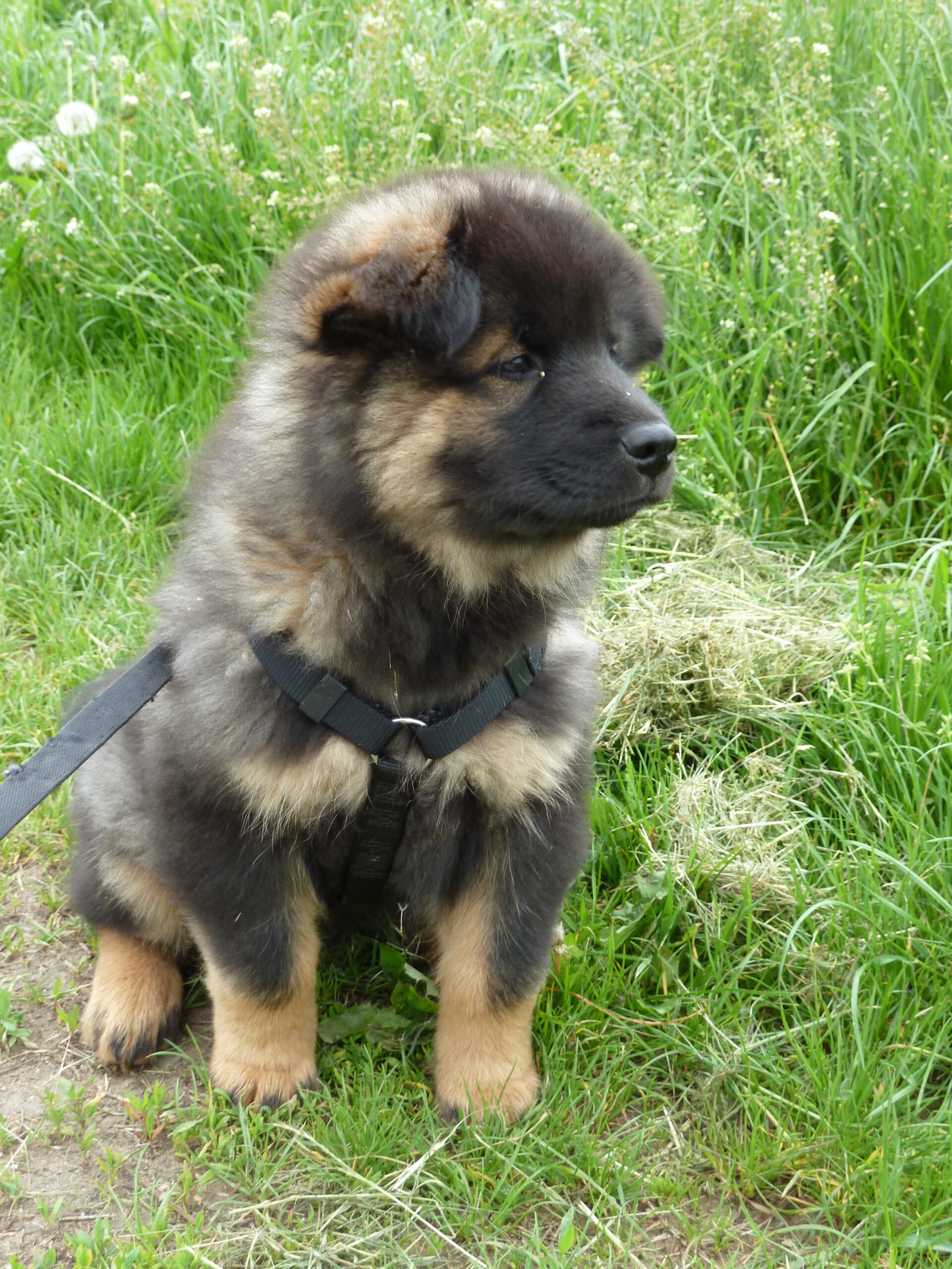 Hundeschule Charly: Eurasier-Welpe sitzt auf der Wiese