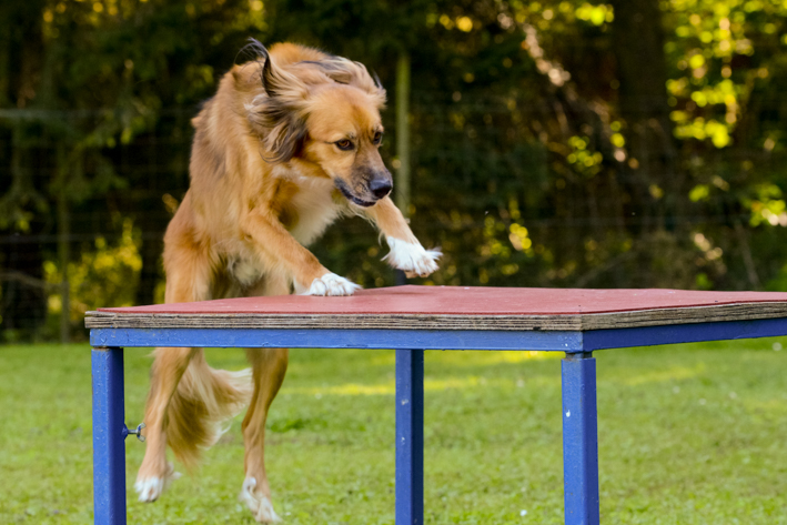 Hundeschule-Pauly: Mischlingshund springt auf das Podest