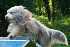 Hundeschule-Robin: Bearded Collie springt über Wippe