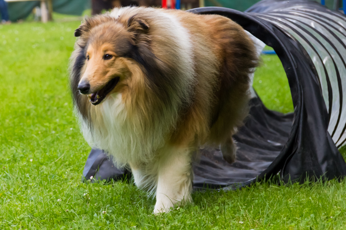 Hundeschule Ashanti: Collie geht durch die Krabbelhöhle