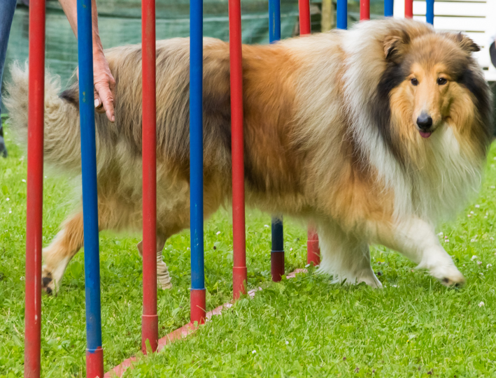 Hundeschule Ashanti: Collie läuft Slalom 3