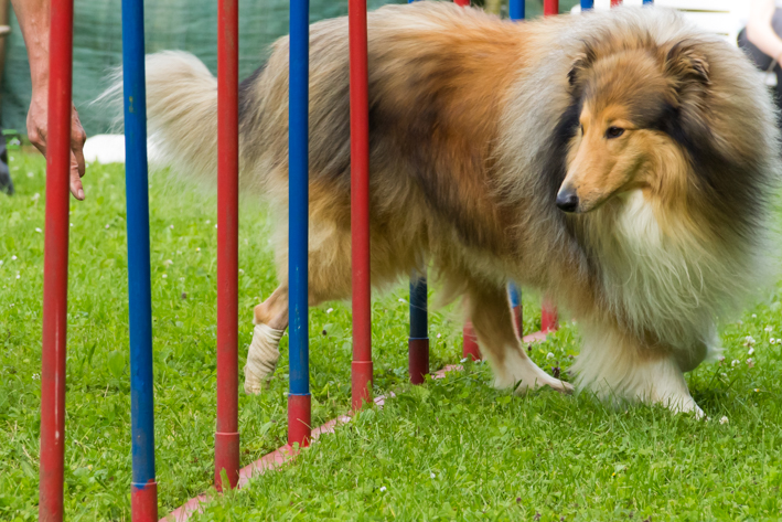 Hundeschule Ashanti: Collie läuft Slalom 2