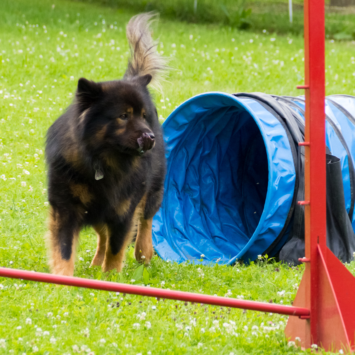 Hundeschule-Charly: Eurasier-Hund vor der Krabbelhöhle