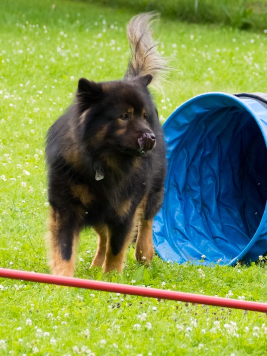 Hundeschule-Charly: Eurasier-Hund vor der Krabbelhöhle