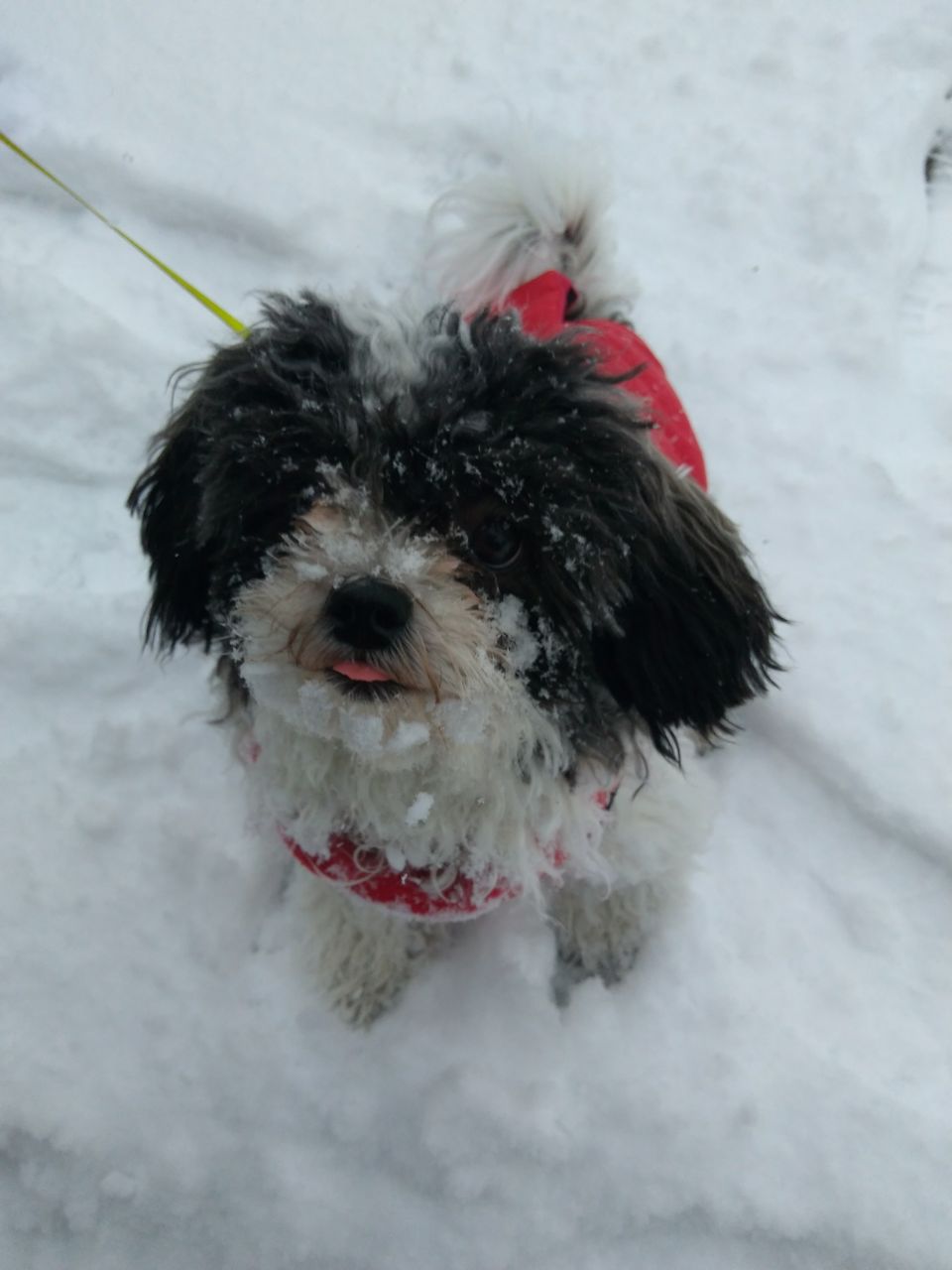 Hundeschule-Yuna: eine Bolonka-Zwetna-Hündin sitzt im Schnee