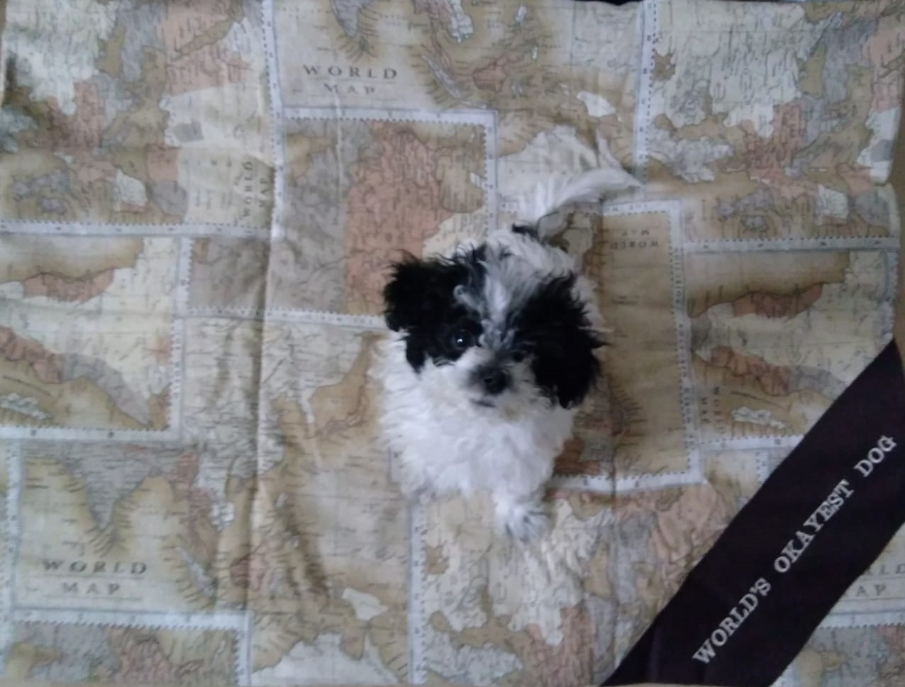 Hundeschule-Yuna: eine Bolonka-Zwetna-Hündin sitzt auf der Landkarte